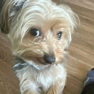 Meet your Posher, Astrid